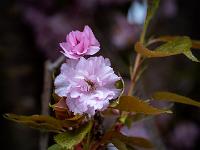 Verschieden große Blüten an Zierkirsche
